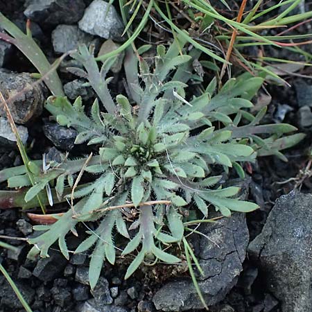 Plantago weldenii \ Niederliegender Kr&auml;henfu&szlig;-Wegerich / Buck's-horn Plantain, Rhodos/Rhodes Laerma 19.3.2023