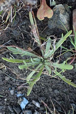 Plantago weldenii \ Niederliegender Kr&auml;henfu&szlig;-Wegerich / Buck's-horn Plantain, Rhodos/Rhodes Laerma 19.3.2023