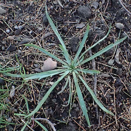 Plantago weldenii \ Niederliegender Kr&auml;henfu&szlig;-Wegerich / Buck's-horn Plantain, Rhodos/Rhodes Laerma 19.3.2023