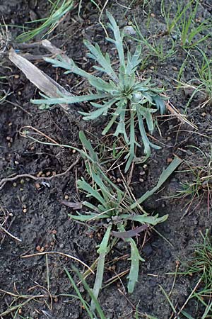 Plantago weldenii \ Niederliegender Kr&auml;henfu&szlig;-Wegerich / Buck's-horn Plantain, Rhodos/Rhodes Laerma 19.3.2023
