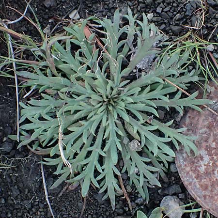 Plantago weldenii \ Niederliegender Kr&auml;henfu&szlig;-Wegerich / Buck's-horn Plantain, Rhodos/Rhodes Laerma 19.3.2023