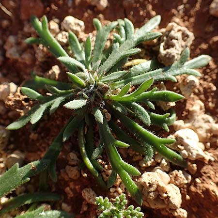 Plantago weldenii \ Niederliegender Kr&auml;henfu&szlig;-Wegerich / Buck's-horn Plantain, Rhodos/Rhodes Lindos 20.3.2023