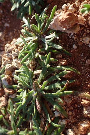 Plantago weldenii \ Niederliegender Kr&auml;henfu&szlig;-Wegerich / Buck's-horn Plantain, Rhodos/Rhodes Lindos 20.3.2023