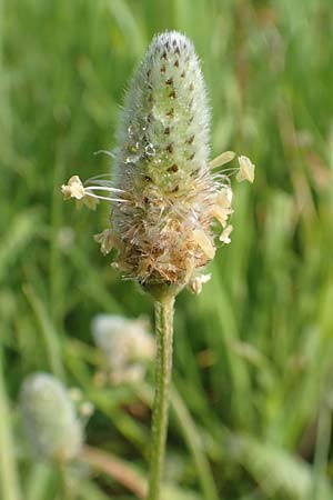 Plantago lagopus \ Hasenfu-Wegerich / Hare's Foot Plantain, Rhodos Apolakkia 3.4.2019