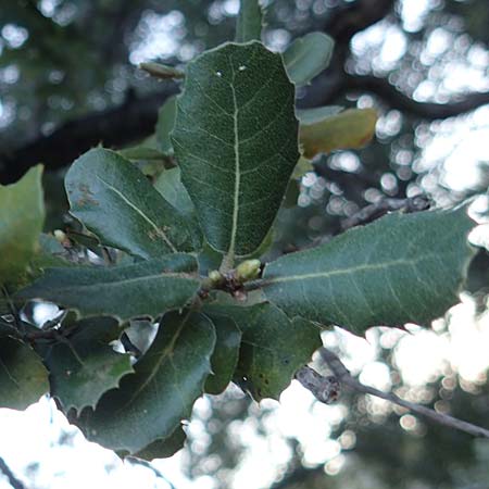 Quercus aucherii \ Auchers Eiche / Aucher's Oak, Rhodos/Rhodes Archangelos 26.3.2023