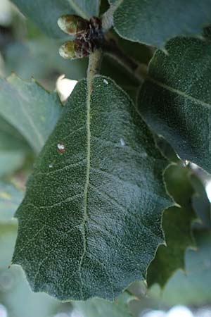 Quercus aucherii \ Auchers Eiche / Aucher's Oak, Rhodos/Rhodes Archangelos 26.3.2023