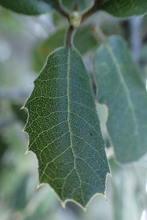 Quercus aucherii \ Auchers Eiche / Aucher's Oak, Rhodos/Rhodes Archangelos 26.3.2023