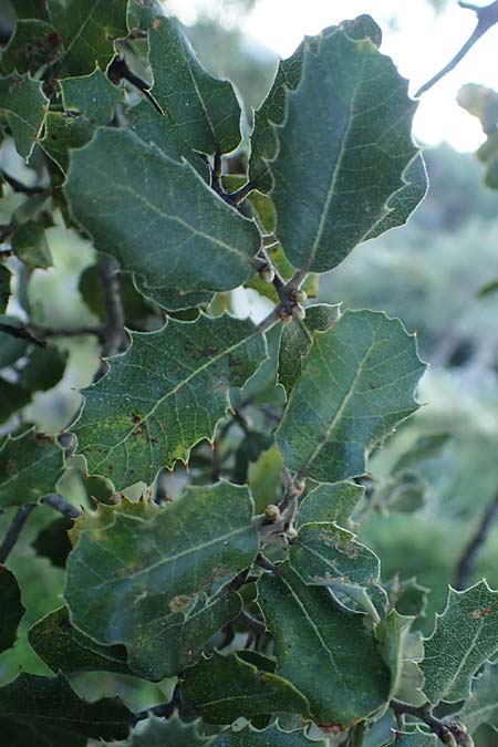 Quercus aucherii \ Auchers Eiche / Aucher's Oak, Rhodos/Rhodes Archangelos 26.3.2023