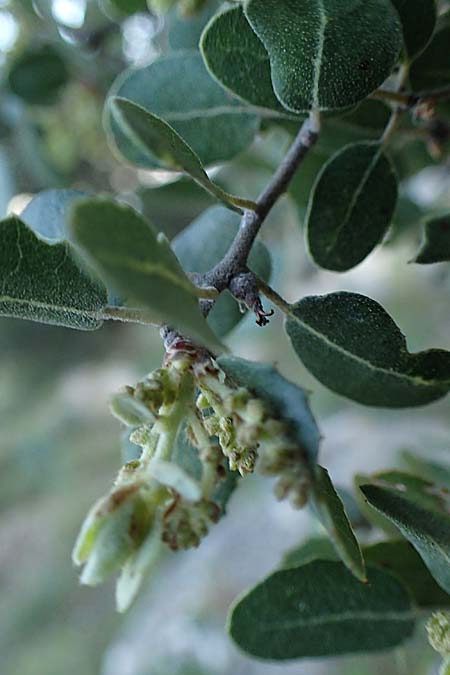 Quercus aucherii \ Auchers Eiche / Aucher's Oak, Rhodos/Rhodes Archangelos 26.3.2023