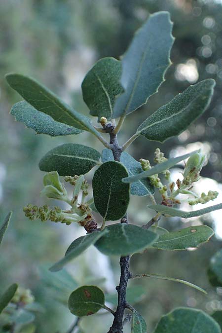Quercus aucherii \ Auchers Eiche / Aucher's Oak, Rhodos/Rhodes Archangelos 26.3.2023