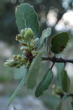 Quercus aucherii \ Auchers Eiche / Aucher's Oak, Rhodos/Rhodes Archangelos 26.3.2023