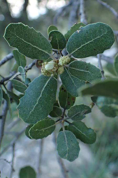 Quercus aucherii \ Auchers Eiche / Aucher's Oak, Rhodos/Rhodes Archangelos 26.3.2023