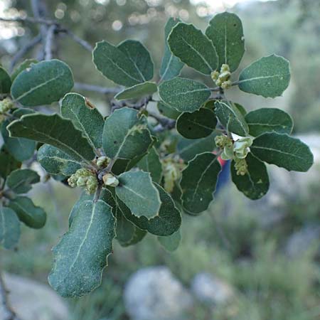 Quercus aucherii \ Auchers Eiche / Aucher's Oak, Rhodos/Rhodes Archangelos 26.3.2023
