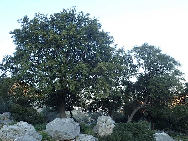 Quercus aucherii \ Auchers Eiche / Aucher's Oak, Rhodos/Rhodes Archangelos 26.3.2023