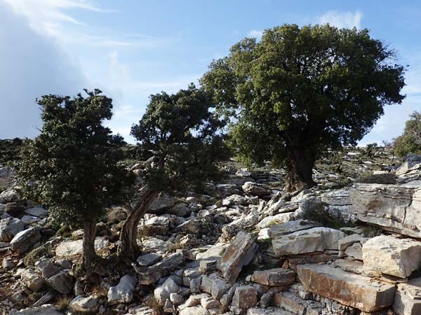 Quercus coccifera \ Kermes-Eiche, Stech-Eiche / Kermes Oak, Rhodos Attaviros 23.3.2023
