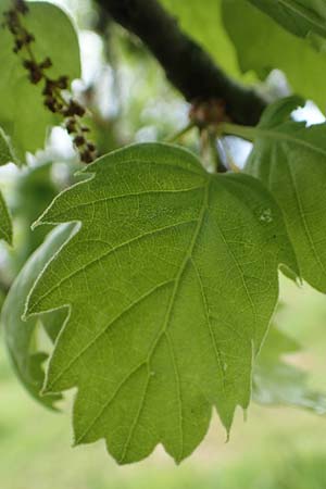 Quercus ithaburensis subsp. macrolepis \ Wallonen-Eiche / Valonian Oak, Rhodos/Rhodes Philerimos 29.3.2019
