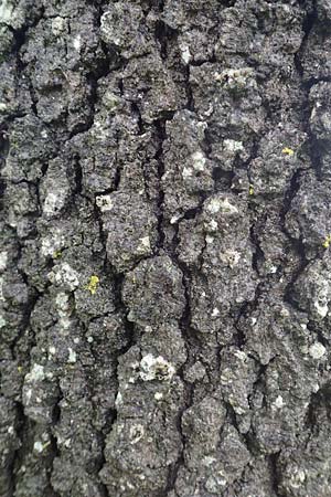 Quercus ithaburensis subsp. macrolepis \ Wallonen-Eiche / Valonian Oak, Rhodos/Rhodes Philerimos 29.3.2019