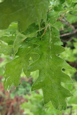 Quercus ithaburensis subsp. macrolepis \ Wallonen-Eiche / Valonian Oak, Rhodos/Rhodes Philerimos 29.3.2019