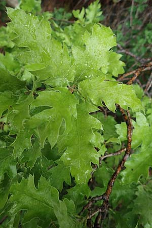 Quercus ithaburensis subsp. macrolepis \ Wallonen-Eiche / Valonian Oak, Rhodos/Rhodes Philerimos 29.3.2019