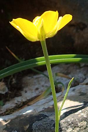 Ranunculus paludosus \ Kerbel-Hahnenfu�, T&uuml;mpel-Hahnenfu� / Fan-Leaved Buttercup, Jersey Buttercup, Rhodos/Rhodes Profitis Ilias 2.4.2019