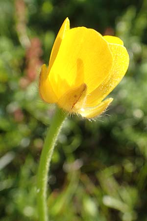 Ranunculus paludosus \ Kerbel-Hahnenfu�, T&uuml;mpel-Hahnenfu� / Fan-Leaved Buttercup, Jersey Buttercup, Rhodos/Rhodes Profitis Ilias 25.3.2019