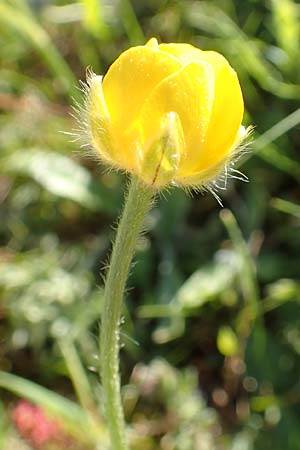 Ranunculus paludosus \ Kerbel-Hahnenfu�, T&uuml;mpel-Hahnenfu� / Fan-Leaved Buttercup, Jersey Buttercup, Rhodos/Rhodes Profitis Ilias 25.3.2019