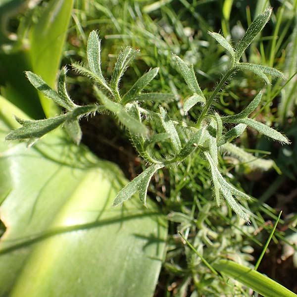 Ranunculus paludosus \ Kerbel-Hahnenfu�, T&uuml;mpel-Hahnenfu� / Fan-Leaved Buttercup, Jersey Buttercup, Rhodos/Rhodes Profitis Ilias 25.3.2019