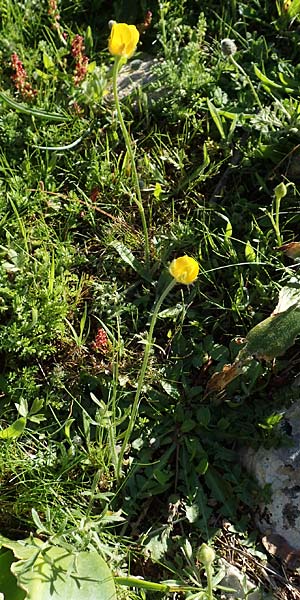 Ranunculus paludosus \ Kerbel-Hahnenfu�, T&uuml;mpel-Hahnenfu� / Fan-Leaved Buttercup, Jersey Buttercup, Rhodos/Rhodes Profitis Ilias 25.3.2019