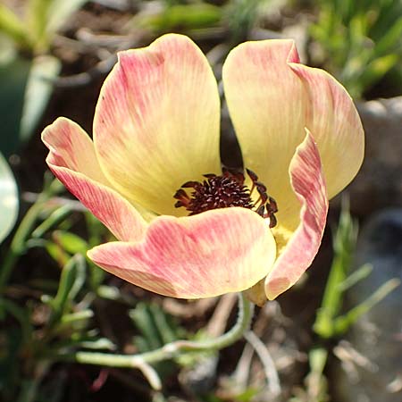 Ranunculus asiaticus var. flavus \ Asiatischer Hahnenfu� / Persian Buttercup, Turban Buttercup, Rhodos/Rhodes Prasonisi 26.3.2019