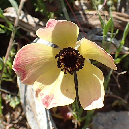 Ranunculus asiaticus var. flavus \ Asiatischer Hahnenfu� / Persian Buttercup, Turban Buttercup, Rhodos/Rhodes Prasonisi 26.3.2019