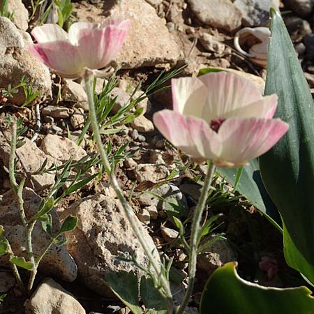 Ranunculus asiaticus var. albus \ Asiatischer Hahnenfu� / Persian Buttercup, Turban Buttercup, Rhodos/Rhodes Prasonisi 26.3.2019
