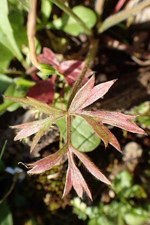 Ranunculus paludosus \ Kerbel-Hahnenfu�, T&uuml;mpel-Hahnenfu� / Fan-Leaved Buttercup, Jersey Buttercup, Rhodos/Rhodes Profitis Ilias 2.4.2019