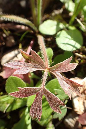 Ranunculus paludosus \ Kerbel-Hahnenfu�, T&uuml;mpel-Hahnenfu� / Fan-Leaved Buttercup, Jersey Buttercup, Rhodos/Rhodes Profitis Ilias 2.4.2019