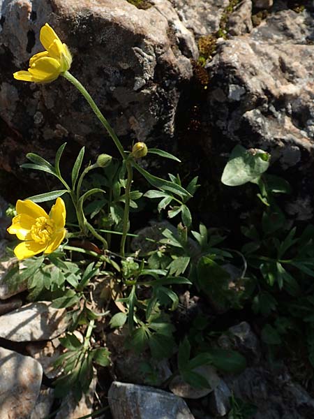 Ranunculus paludosus \ Kerbel-Hahnenfu�, T&uuml;mpel-Hahnenfu� / Fan-Leaved Buttercup, Jersey Buttercup, Rhodos/Rhodes Profitis Ilias 2.4.2019