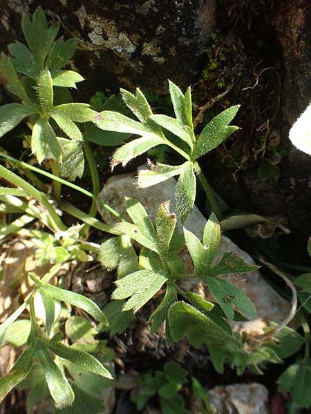 Ranunculus paludosus \ Kerbel-Hahnenfu�, T&uuml;mpel-Hahnenfu� / Fan-Leaved Buttercup, Jersey Buttercup, Rhodos/Rhodes Profitis Ilias 2.4.2019