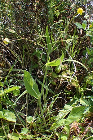 Rhagadiolus stellatus \ Sternfrchtiger Sichelsalat, Stern-Lattich / Star Hawkbit, Rhodos Archangelos 17.3.2023