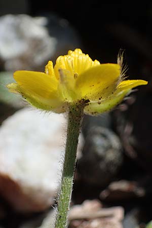 Ranunculus paludosus \ Kerbel-Hahnenfu�, T&uuml;mpel-Hahnenfu� / Fan-Leaved Buttercup, Jersey Buttercup, Rhodos/Rhodes Skoutouljaris - Schlucht / Gorge 19.3.2023