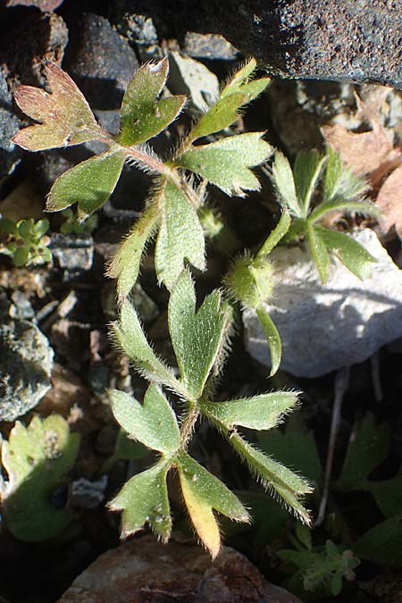 Ranunculus paludosus \ Kerbel-Hahnenfu�, T&uuml;mpel-Hahnenfu� / Fan-Leaved Buttercup, Jersey Buttercup, Rhodos/Rhodes Skoutouljaris - Schlucht / Gorge 19.3.2023