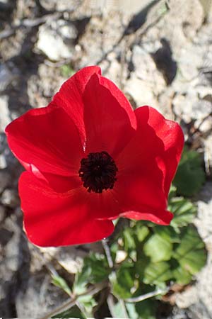 Ranunculus asiaticus var. sanguineus \ Asiatischer Hahnenfu� / Persian Buttercup, Turban Buttercup, Rhodos/Rhodes Lindos 20.3.2023