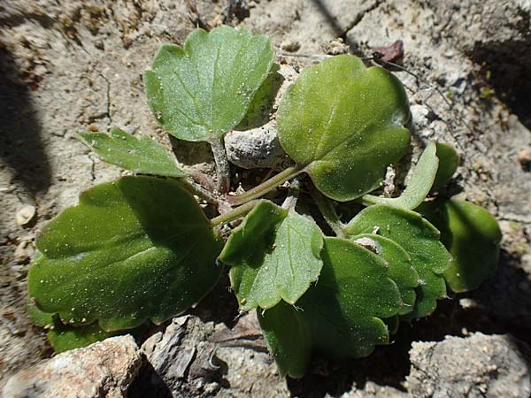 Ranunculus asiaticus var. sanguineus \ Asiatischer Hahnenfu� / Persian Buttercup, Turban Buttercup, Rhodos/Rhodes Lindos 20.3.2023
