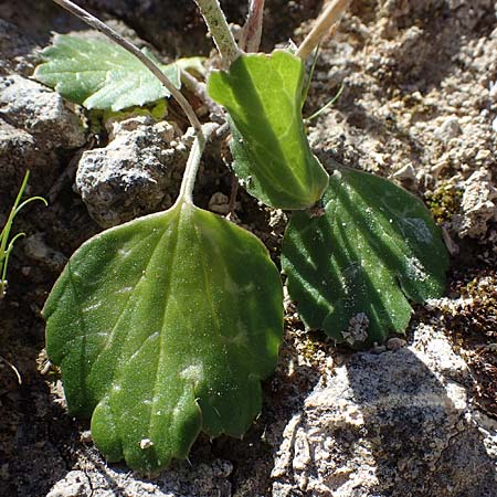 Ranunculus asiaticus var. sanguineus \ Asiatischer Hahnenfu� / Persian Buttercup, Turban Buttercup, Rhodos/Rhodes Lindos 20.3.2023