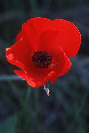 Ranunculus asiaticus var. sanguineus \ Asiatischer Hahnenfu� / Persian Buttercup, Turban Buttercup, Rhodos/Rhodes Massari 20.3.2005