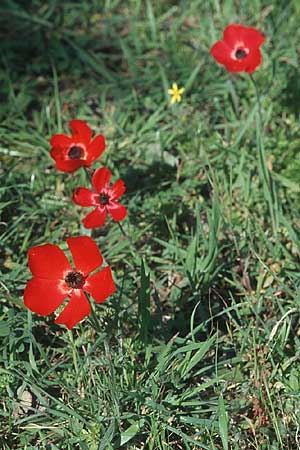 Ranunculus asiaticus var. sanguineus \ Asiatischer Hahnenfu� / Persian Buttercup, Turban Buttercup, Rhodos/Rhodes Massari 20.3.2005