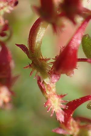 Rumex bucephalophorus \ Stierkopf-Ampfer / Horned Dock, Rhodos/Rhodes Epta Piges 27.3.2019