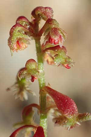 Rumex bucephalophorus \ Stierkopf-Ampfer / Horned Dock, Rhodos/Rhodes Epta Piges 27.3.2019
