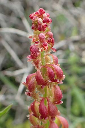 Rumex bucephalophorus \ Stierkopf-Ampfer / Horned Dock, Rhodos/Rhodes Tsambika 30.3.2019