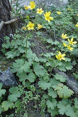 Ranunculus creticus \ Kretischer Hahnenfu� / Cretan Buttercup, Rhodos/Rhodes Epta Piges 25.3.2019