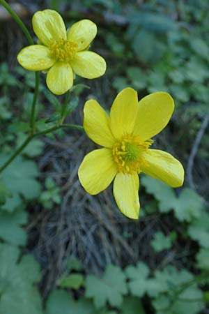 Ranunculus creticus \ Kretischer Hahnenfu� / Cretan Buttercup, Rhodos/Rhodes Epta Piges 25.3.2019