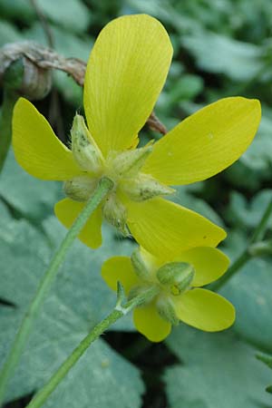 Ranunculus creticus \ Kretischer Hahnenfu� / Cretan Buttercup, Rhodos/Rhodes Epta Piges 25.3.2019