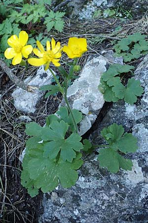 Ranunculus creticus \ Kretischer Hahnenfu� / Cretan Buttercup, Rhodos/Rhodes Profitis Ilias 25.3.2019